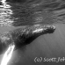 whale_humpback_h_00262_dom3663.jpg